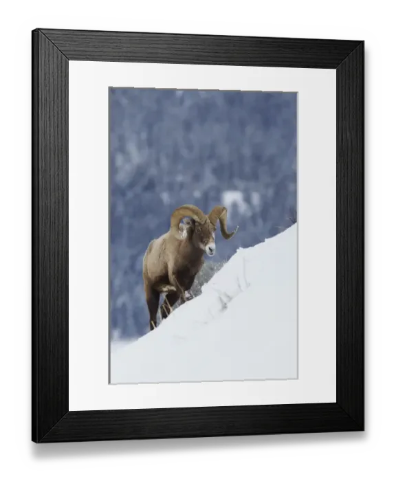 Framed Print : Bighorn Sheep Ram on Winter Range