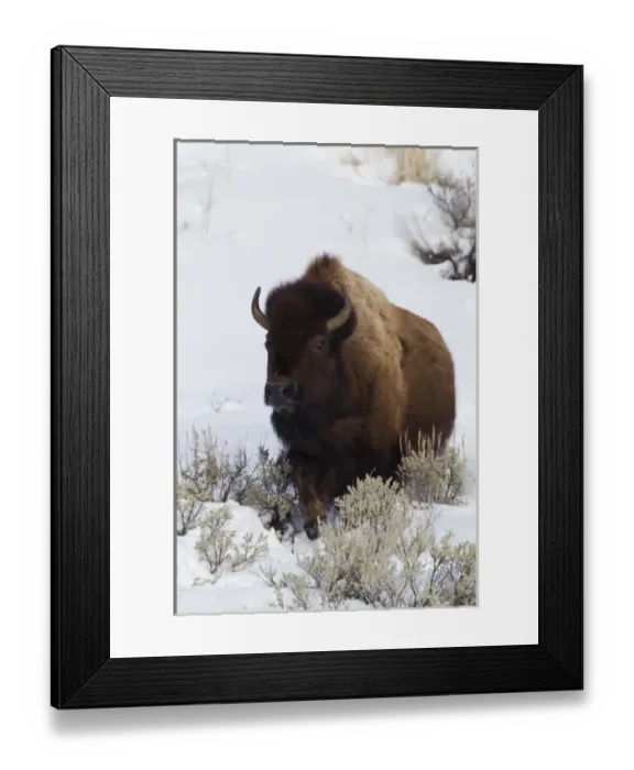 Framed Print : Bison Traveling through deep snow