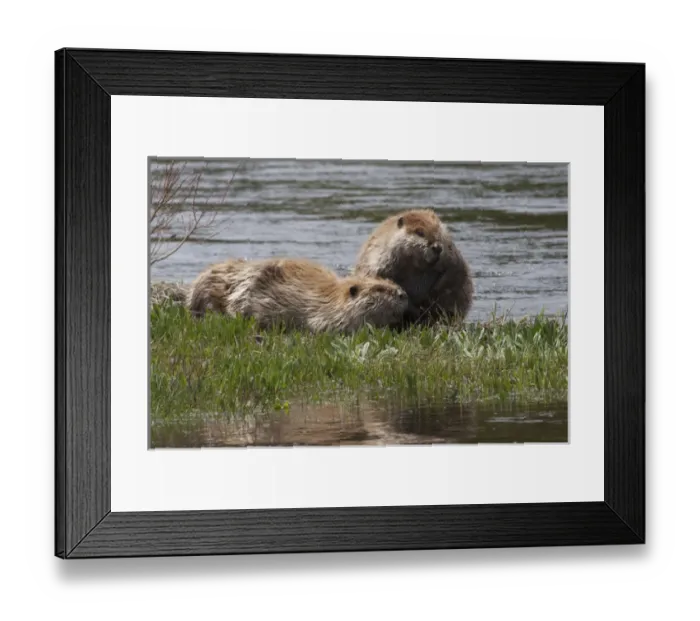Framed Print : American Beaver Pair
