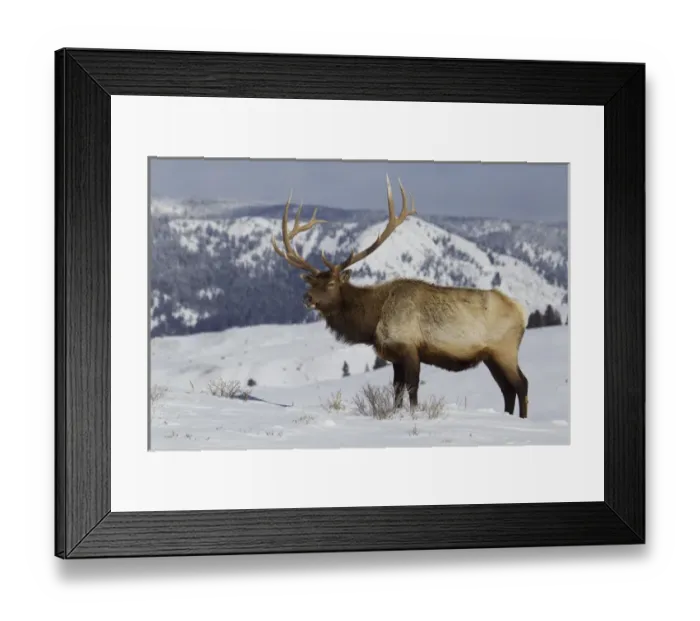 Framed Print : Rocky Mountain Bull Elk Framed Print : Rocky Mountain Bull Elk