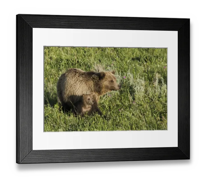 Framed Print : Grizzly Bear Sow with Cub