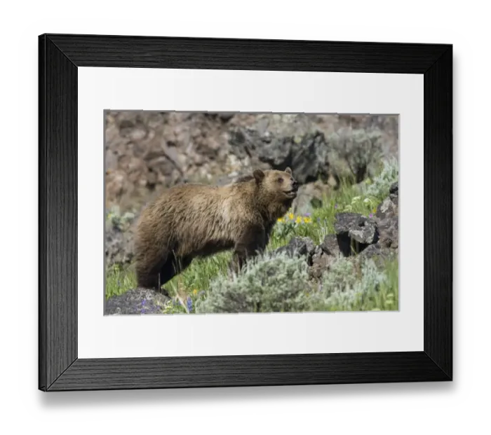 Framed Print : Grizzly Bear Framed Print : Grizzly Bear