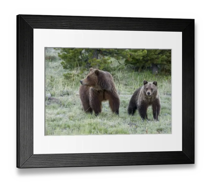 Framed Print : Grizzly Bear Sow with Cub Framed Print : Grizzly Bear Sow with Cub