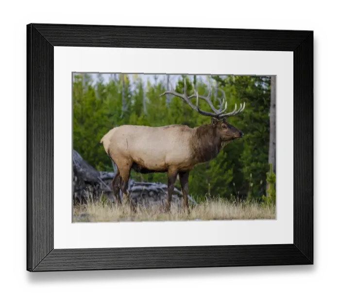 Framed Print : Elk (Cervus canadensis) near Lake Village, Yellowstone National Park, Wyoming, USA Framed Print : Elk (Cervus canadensis) near Lake Village, Yellowstone National Park, Wyoming, USA