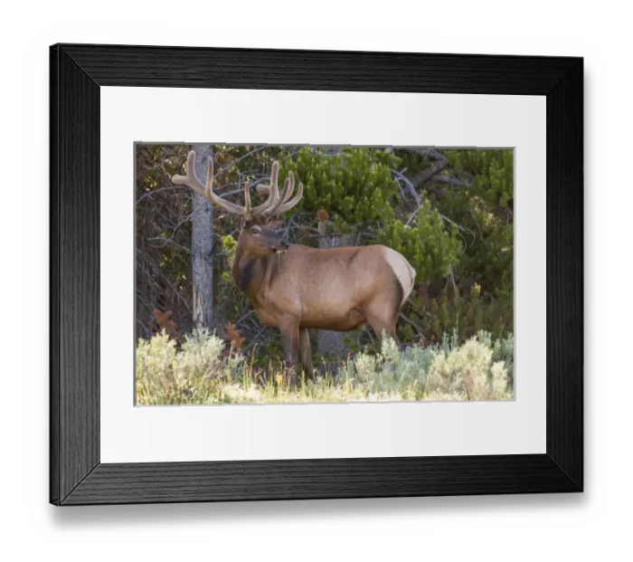 Framed Print : Elk (Cervus canadensis) near Lake Village, Yellowstone National Park, Wyoming, USA Framed Print : Elk (Cervus canadensis) near Lake Village, Yellowstone National Park, Wyoming, USA