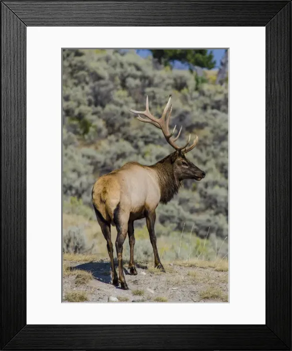 Framed Print : Elk (Cervus canadensis) near Indian Creek, Yellowstone National Park, Wyoming, USA Framed Print : Elk (Cervus canadensis) near Indian Creek, Yellowstone National Park, Wyoming, USA