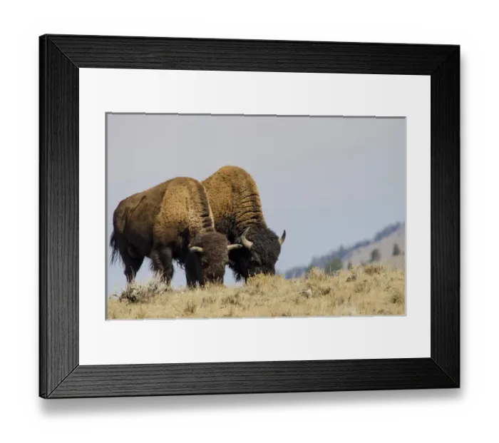 Framed Print : Bison (Bison bison) in Lamar Valley, Yellowstone National Park, Wyoming, USA
