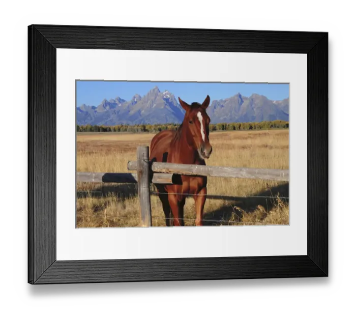 Framed Print : Horse at Fence, Grand Teton National Park, Wyoming, USA
