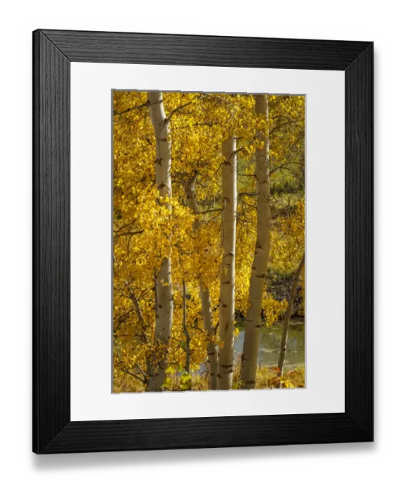Framed Print : USA, Wyoming. Aspen trees with yellow leaves next to a pond Framed Print : USA, Wyoming. Aspen trees with yellow leaves next to a pond