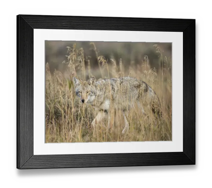Framed Print : Mountain Coyote, Canis latrans lestes, Grand Teton NP, Wyoming, wild Framed Print : Mountain Coyote, Canis latrans lestes, Grand Teton NP, Wyoming, wild