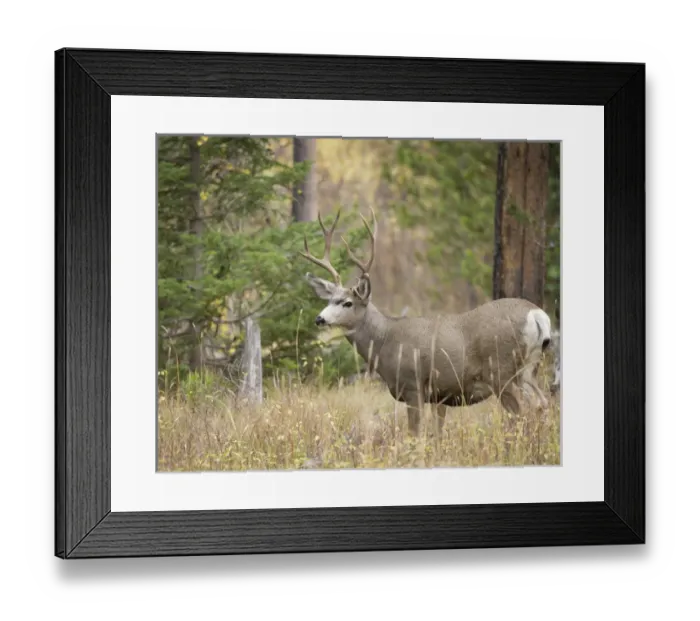 Framed Print : Rocky mountain mule deer buck, Odocoileus hemionus, Signal Mountain, Grand Tetons National Park