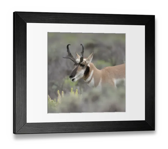 Framed Print : Pronghorn antelope buck feeding on sagebrush, Antilocapra americana, Grand Tetons NP Framed Print : Pronghorn antelope buck feeding on sagebrush, Antilocapra americana, Grand Tetons NP