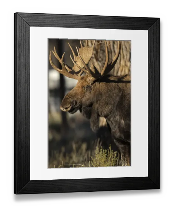 Framed Print : Bull Shiras Moose in campground, Alces alces sherasi, Gros Ventre, Grand Tetons, Wyoming Framed Print : Bull Shiras Moose in campground, Alces alces sherasi, Gros Ventre, Grand Tetons, Wyoming