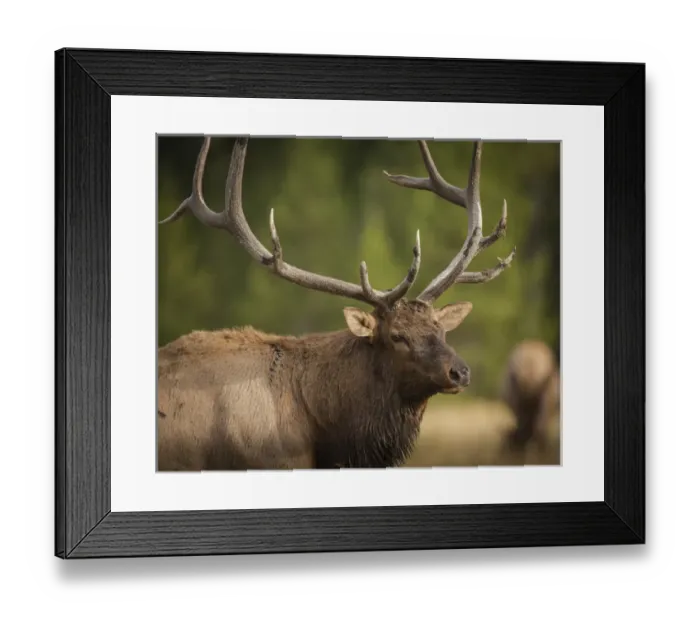 Framed Print : Mud covered antlers on a Rocky mountain bull elk in rut, Cervus elaphus, Madison River Framed Print : Mud covered antlers on a Rocky mountain bull elk in rut, Cervus elaphus, Madison River