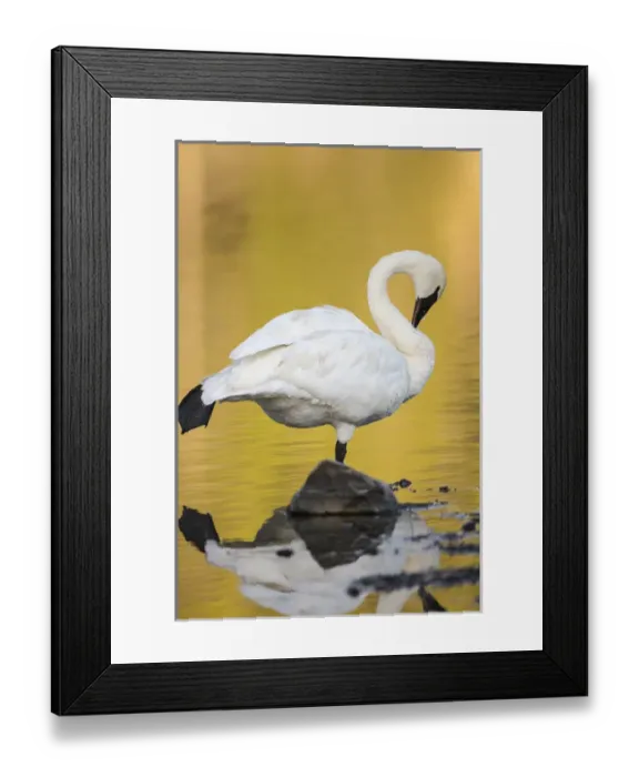 Framed Print : Trumpeter Swan preening, Cygnus buccinator, reintroduced to the Yellowstone basin Framed Print : Trumpeter Swan preening, Cygnus buccinator, reintroduced to the Yellowstone basin