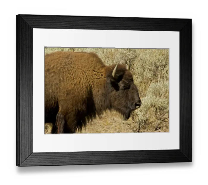 Framed Print : bison profile, Lamar Valley, Yellowstone National Park, Wyoming, USA Framed Print : bison profile, Lamar Valley, Yellowstone National Park, Wyoming, USA