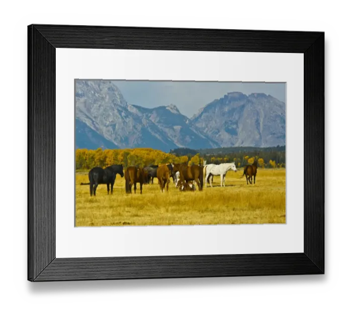 Framed Print : horses in the meadow, Elk Ranch Flats, Grand Teton National Park, Wyoming, USA Framed Print : horses in the meadow, Elk Ranch Flats, Grand Teton National Park, Wyoming, USA