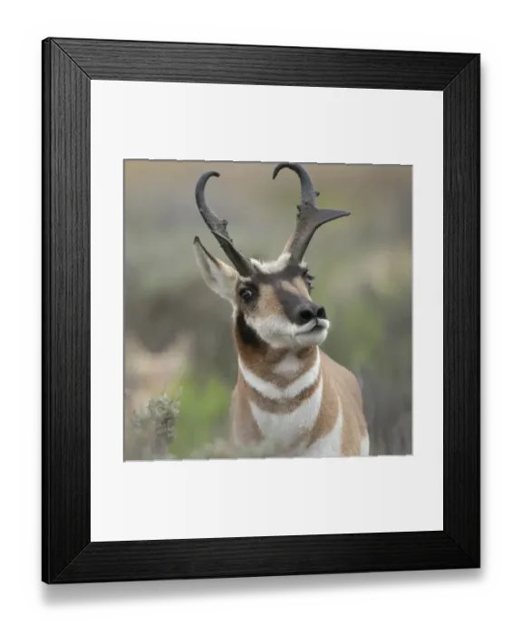 Framed Print : Pronghorn antelope buck showing territorial behavior, Antilocapra americana, Grand Tetons NP Framed Print : Pronghorn antelope buck showing territorial behavior, Antilocapra americana, Grand Tetons NP