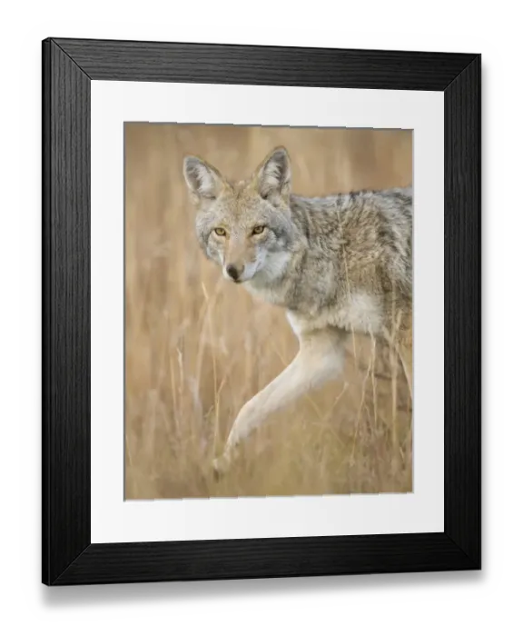 Framed Print : Mountain Coyote, Canis latrans lestes, Grand Teton NP, Wyoming, wild