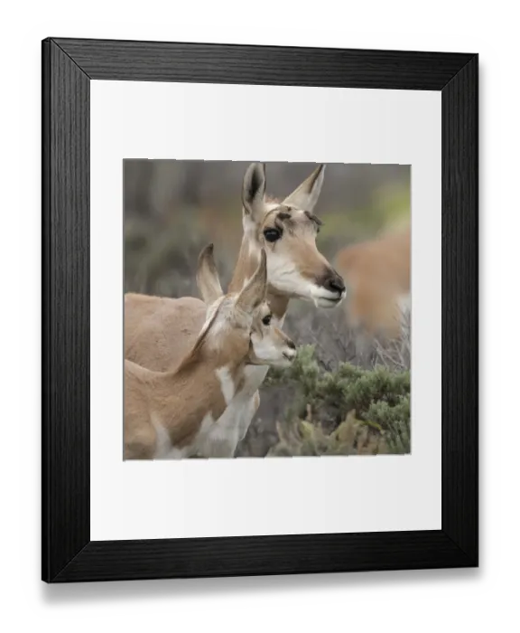 Framed Print : Pronghorn antelope doe with this years fawn, Grand Tetons NP, Wyoming, wild Framed Print : Pronghorn antelope doe with this years fawn, Grand Tetons NP, Wyoming, wild