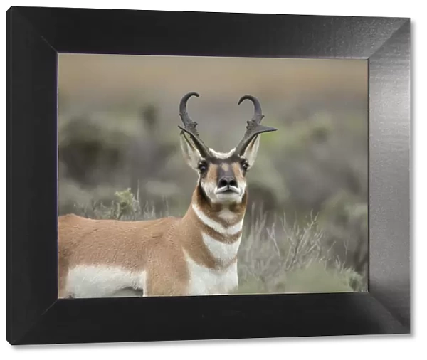 Pronghorn antelope buck showing territorial behavior, Antilocapra americana, Grand Tetons NP
