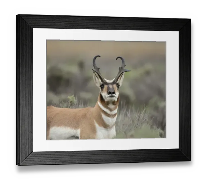 Framed Print : Pronghorn antelope buck showing territorial behavior, Antilocapra americana, Grand Tetons NP Framed Print : Pronghorn antelope buck showing territorial behavior, Antilocapra americana, Grand Tetons NP