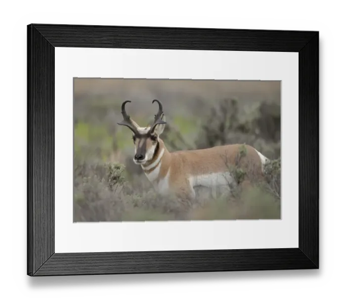 Framed Print : Pronghorn antelope buck, Antilocapra americana, Grand Tetons NP, Wyoming, wild Framed Print : Pronghorn antelope buck, Antilocapra americana, Grand Tetons NP, Wyoming, wild
