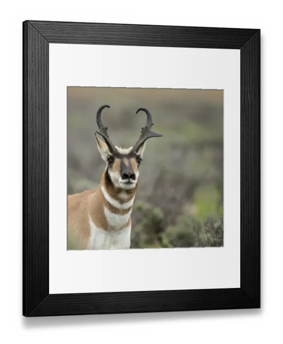 Framed Print : Pronghorn antelope buck showing territorial behavior, Antilocapra americana, Grand Tetons NP Framed Print : Pronghorn antelope buck showing territorial behavior, Antilocapra americana, Grand Tetons NP