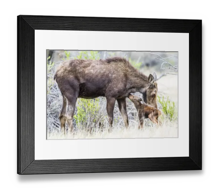 Framed Print : USA, Wyoming, Sublette County, a cow moose licks her newborn calf