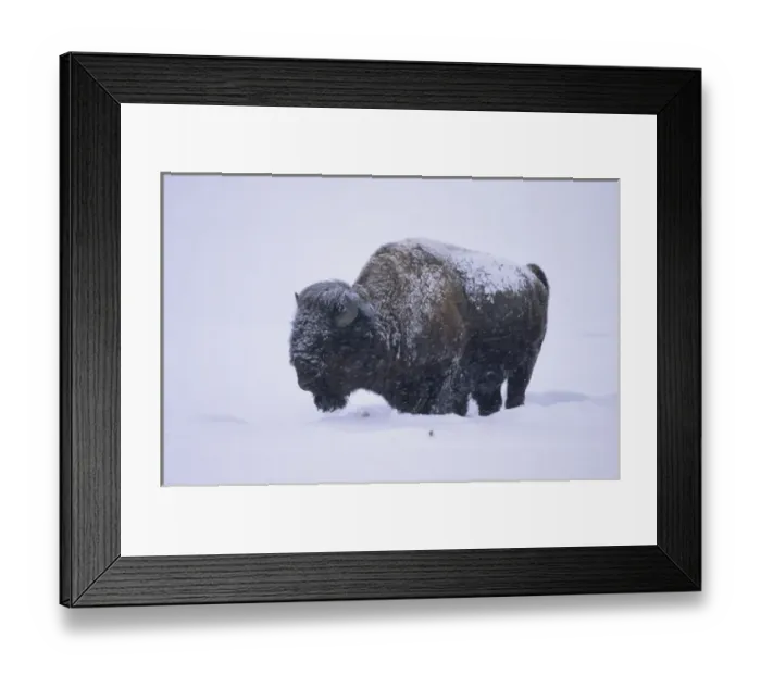 Framed Print : Bison (Bison bison) in snowstorm, Yellowstone NP, WY Framed Print : Bison (Bison bison) in snowstorm, Yellowstone NP, WY