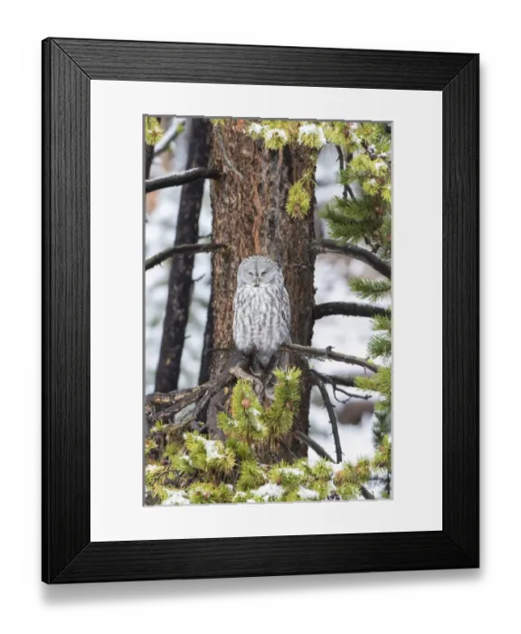 Framed Print : Great Gray Owl (Strix nebulosa) in snowstorm, Yellowstone National Park, WY