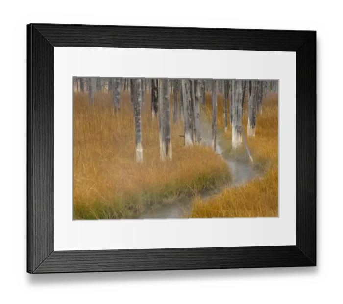 Framed Print : Dead trees killed from volcanic hot streams, Yellowstone National Park, Wyoming, USA Framed Print : Dead trees killed from volcanic hot streams, Yellowstone National Park, Wyoming, USA