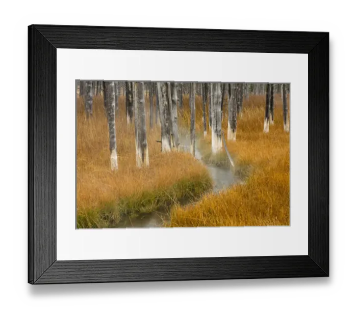 Framed Print : Dead trees killed from volcanic hot streams, Yellowstone National Park, Wyoming, USA