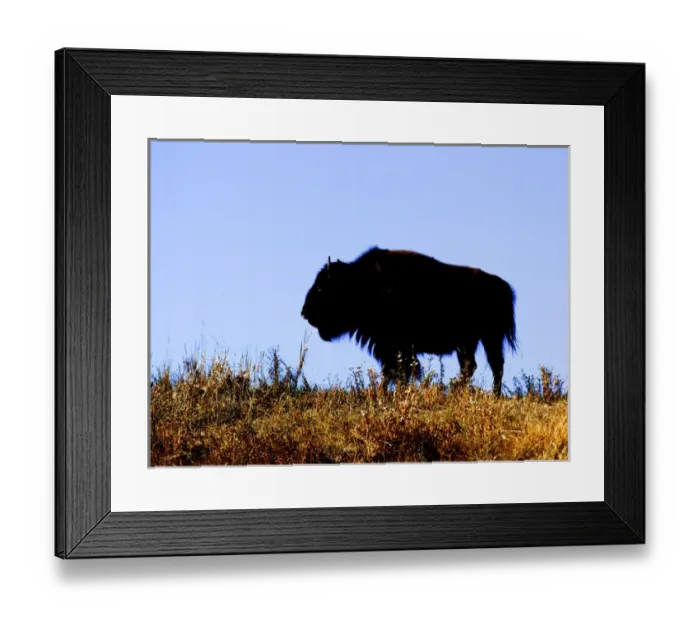 Framed Print : Bison bull in silhouette in Lamar Valley, Yellowstone National Park