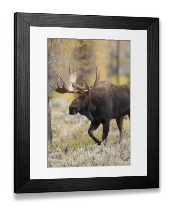 Framed Print : 01979-00604 Moose (Alces alces) bull in fall, Grand Teton National Park, WY Framed Print : 01979-00604 Moose (Alces alces) bull in fall, Grand Teton National Park, WY