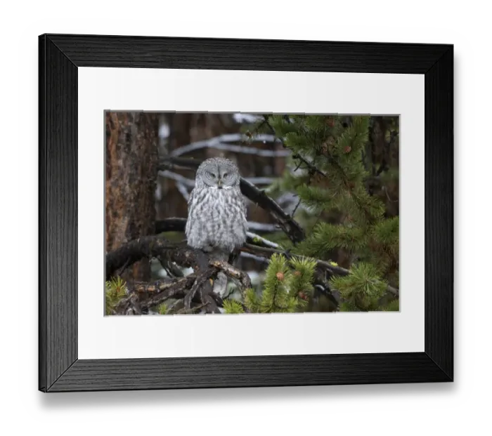 Framed Print : 01128-00119 Great Gray Owl (Strix nebulosa) Yellowstone National Park, WY