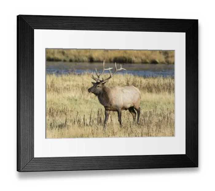 Framed Print : 01980-03017 Elk (Cervus elaphaus) bull male, Yellowstone National Park, WY Framed Print : 01980-03017 Elk (Cervus elaphaus) bull male, Yellowstone National Park, WY