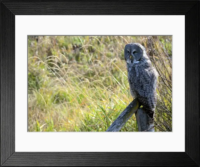 Framed Print : A juvenal Great Grey Owl, the largest owl in the world, is distributed ac ross