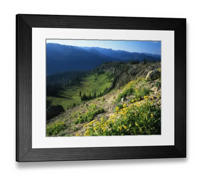 Framed Print : USA, Wyoming, Wildflowers along continental divide