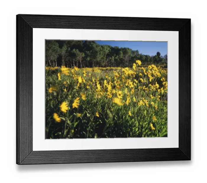 Framed Print : USA, Wyoming, Sierra Madre, View of sunflower and aspen meadow