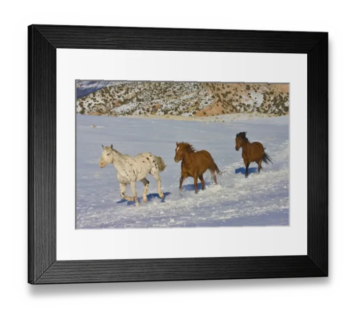 Framed Print : North America; USA; Wyoming; Shell Framed Print : North America; USA; Wyoming; Shell