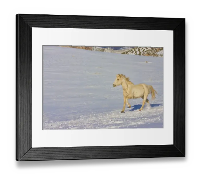 Framed Print : North America; USA; Wyoming; Shell Framed Print : North America; USA; Wyoming; Shell