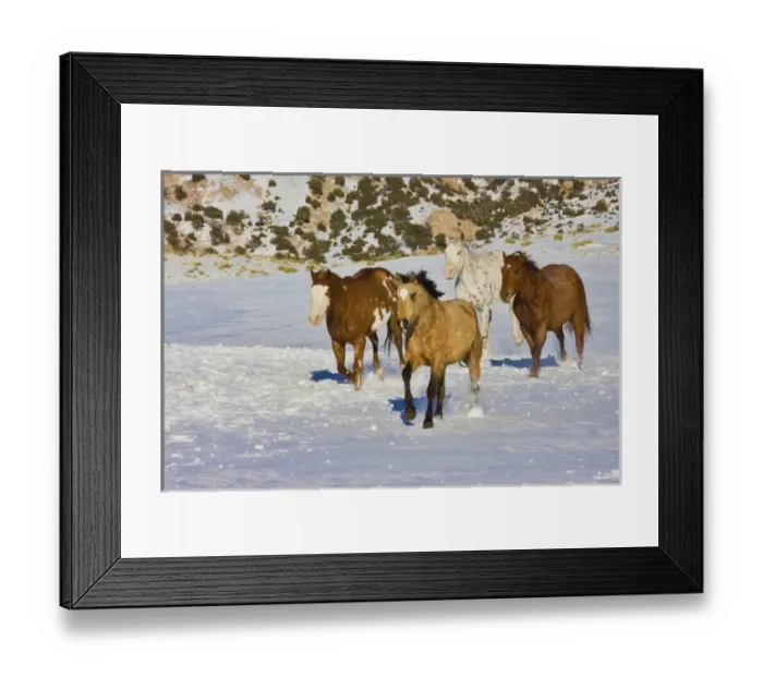 Framed Print : North America; USA; Wyoming; Shell; Horses Running in Snow Framed Print : North America; USA; Wyoming; Shell; Horses Running in Snow