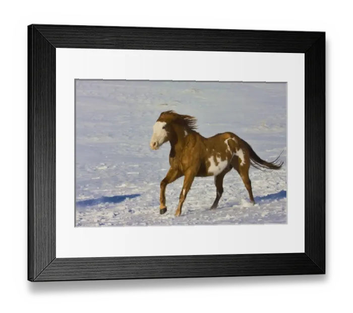 Framed Print : North America; USA; Wyoming; Shell; Horse Running in Snow