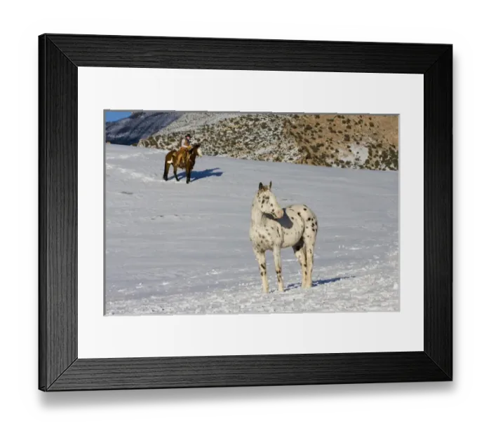 Framed Print : North America; USA; Wyoming; Shell; Cowboy watching a horse during horse drive; (MR) Framed Print : North America; USA; Wyoming; Shell; Cowboy watching a horse during horse drive; (MR)