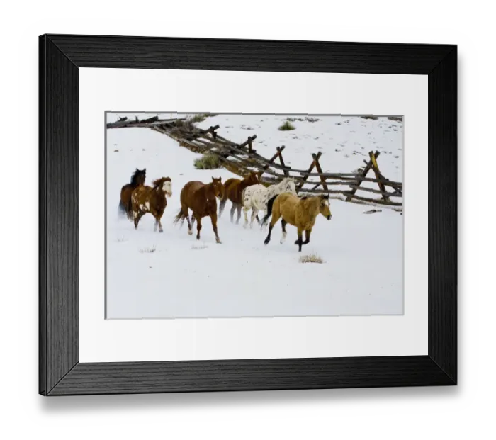 Framed Print : North America; USA; Wyoming; Shell; Horses Running in Snow Framed Print : North America; USA; Wyoming; Shell; Horses Running in Snow