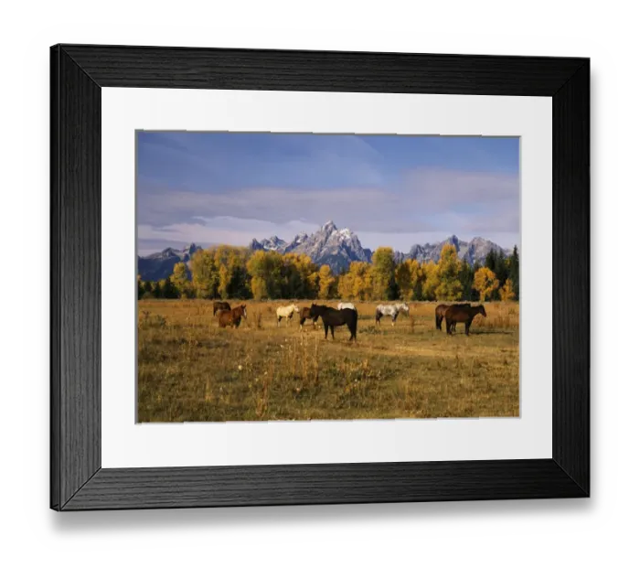 Framed Print : USA, Wyoming, Horses on moran junction at Grand Teton National Park
