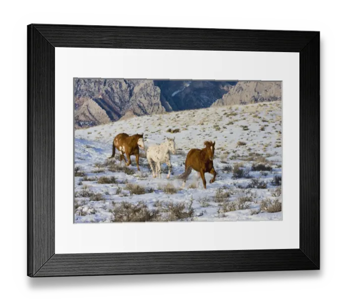 Framed Print : North America; USA; Wyoming; Shell; Horses Running in Snow Framed Print : North America; USA; Wyoming; Shell; Horses Running in Snow