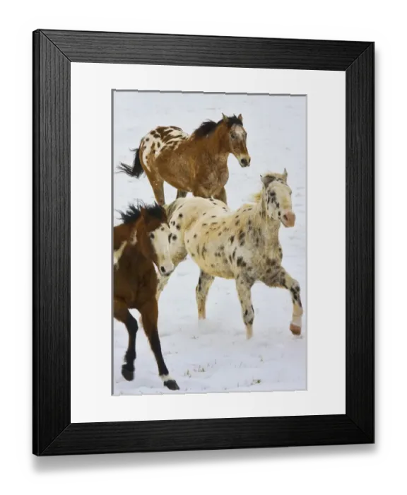 Framed Print : North America; USA; Wyoming; Shell; Big Horn Mountains; Horses running in The Snow Framed Print : North America; USA; Wyoming; Shell; Big Horn Mountains; Horses running in The Snow