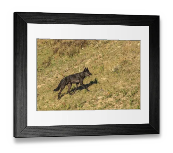 Framed Print : Black wolf from Mollies pack in Lamar Valley. Yellowstone National Park. Wyoming Framed Print : Black wolf from Mollies pack in Lamar Valley. Yellowstone National Park. Wyoming